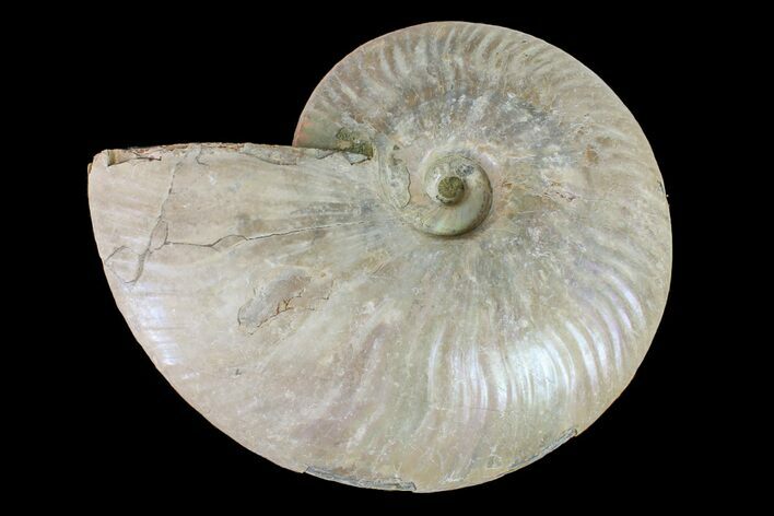 Silver Iridescent Ammonite (Cleoniceras) Fossil - Madagascar #159389